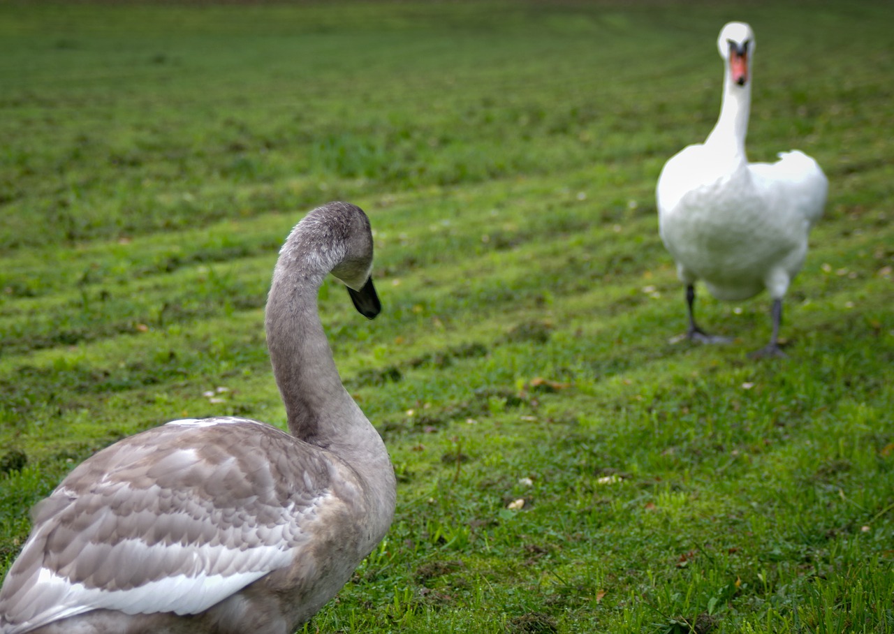 young vs old duel swans free photo