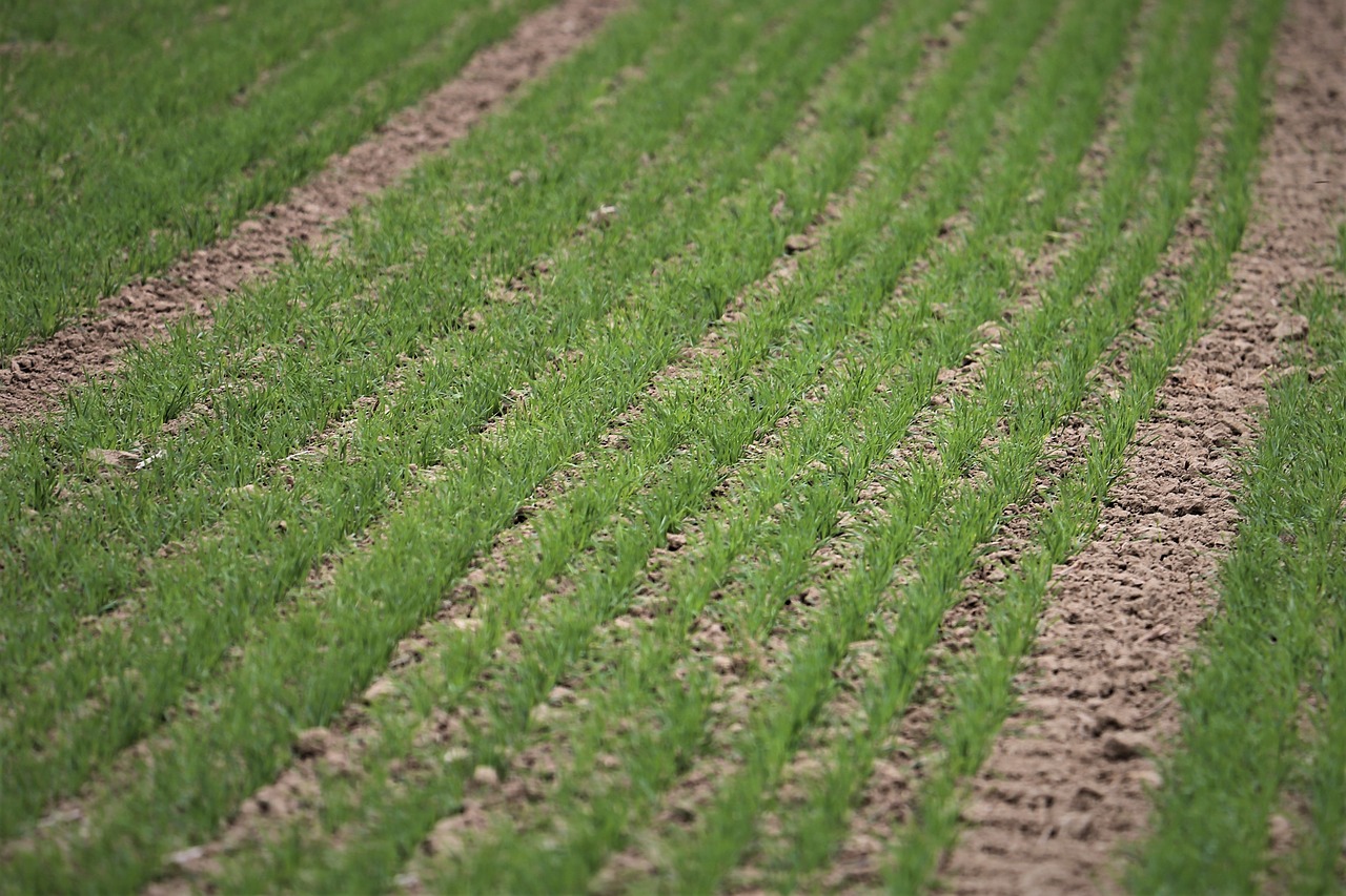 young wheat in october  plant  green free photo