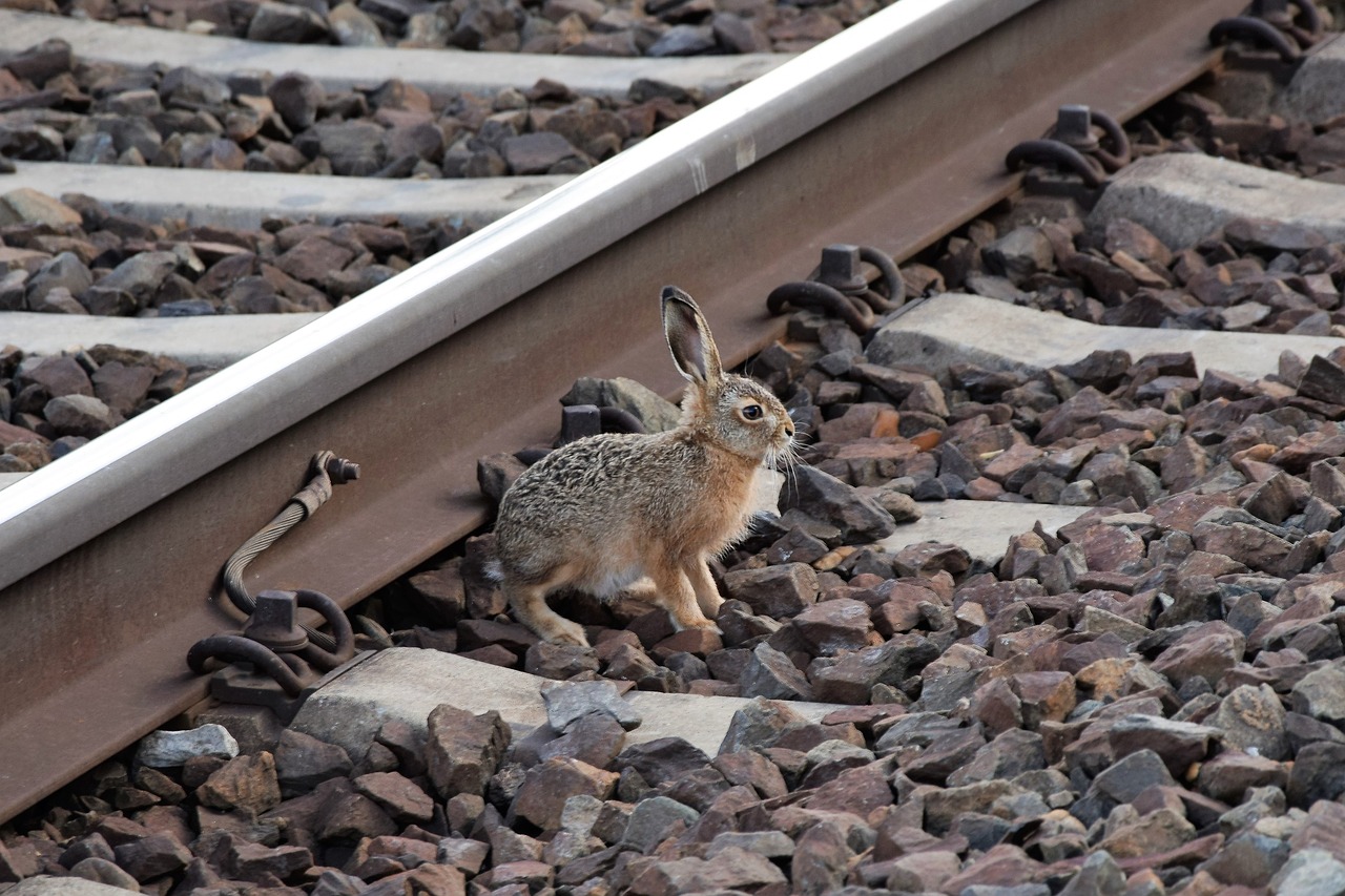 young wild rabbit  near railway  track free photo