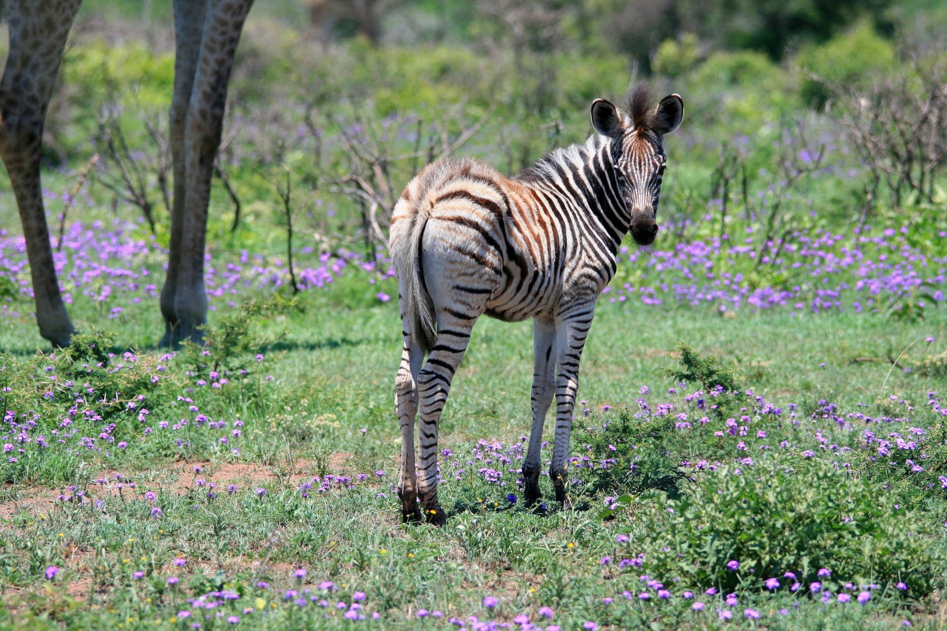 animal game zebra free photo
