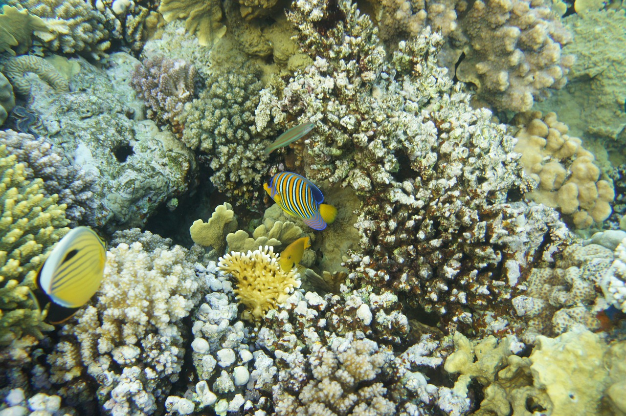 your red sea coral tofik free photo