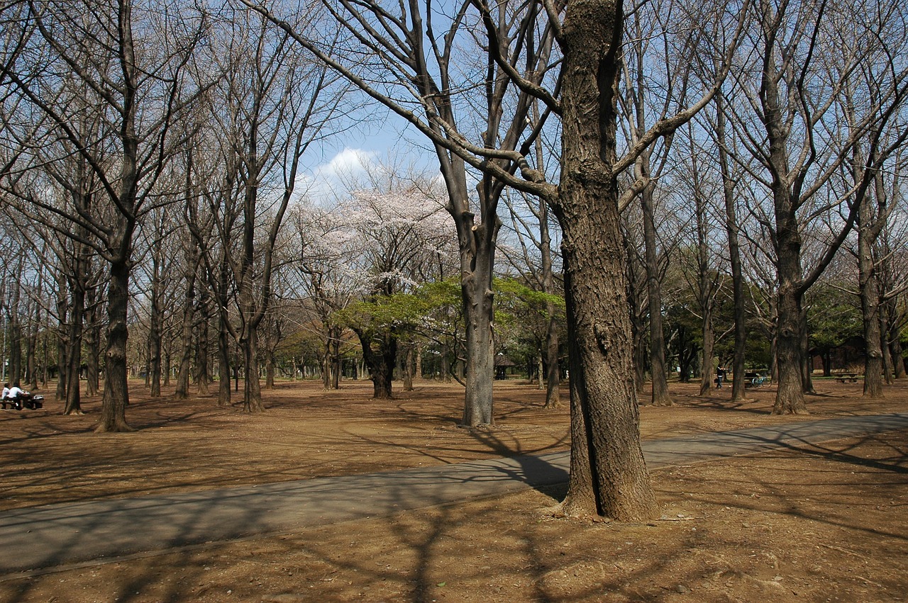 yoyogi park tokyo metropolitan area shibuya free photo