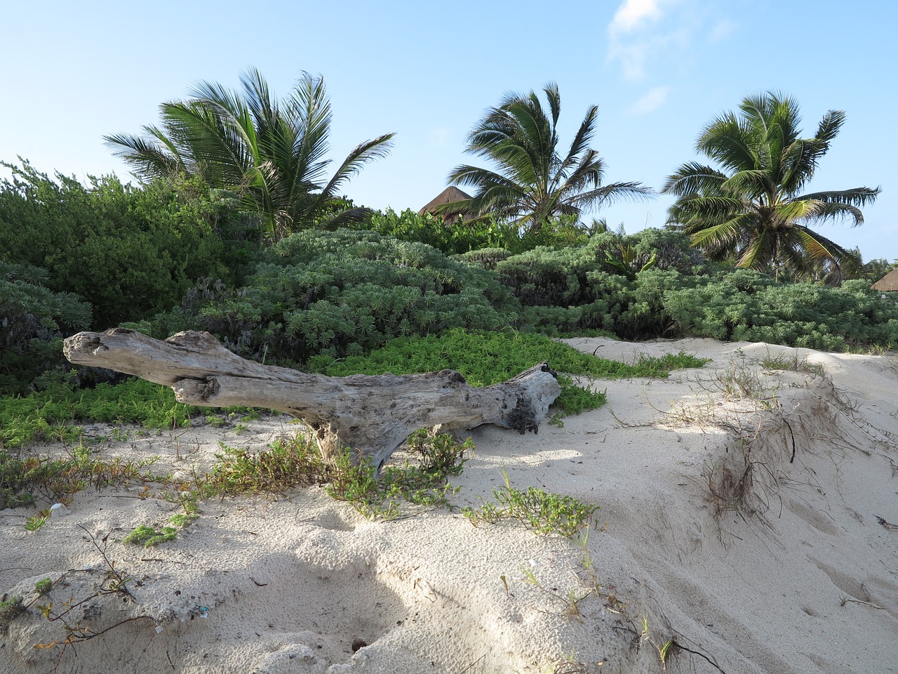yucatan palms beach free photo