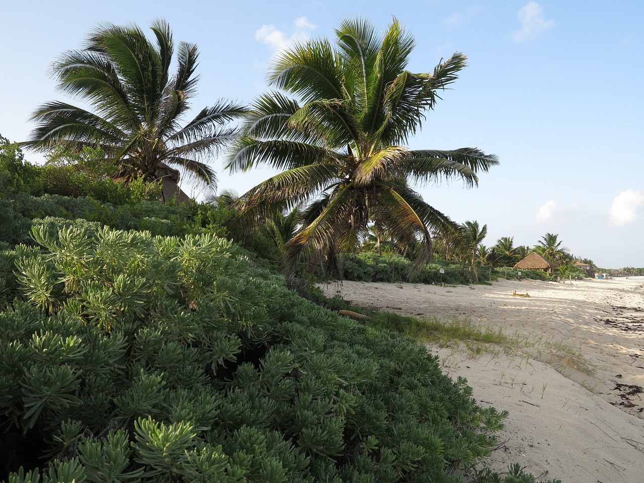yucatan palms beaches free photo