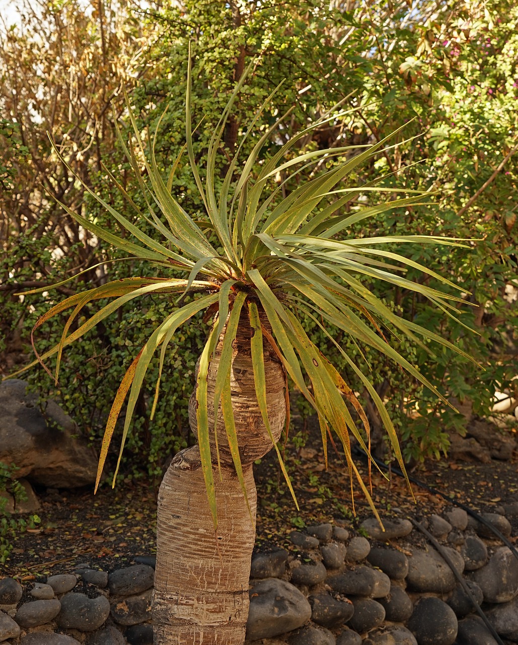 yucca elephant tree yucca elephantipes free photo