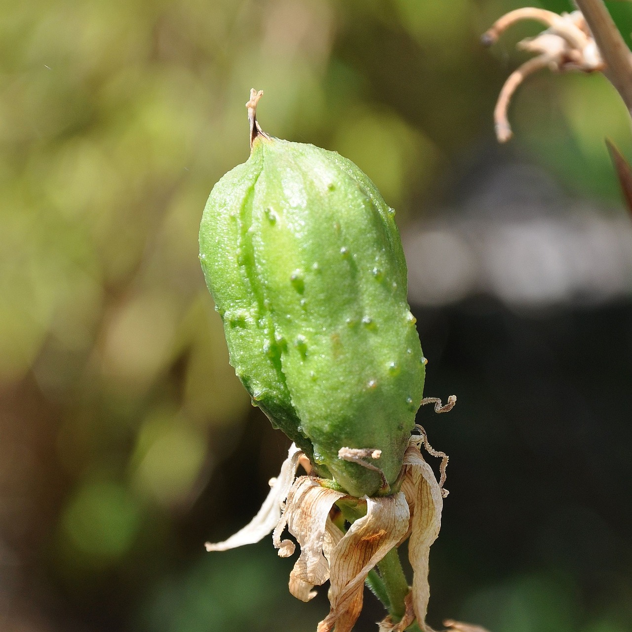 yucca fruit handbesäubt free photo