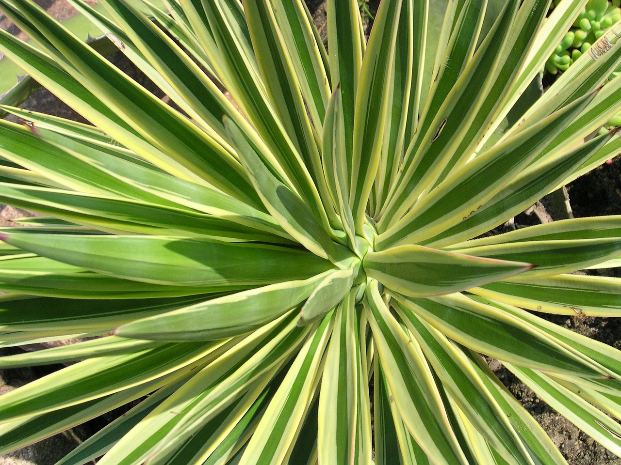 yucca aloifolia variegata free photo