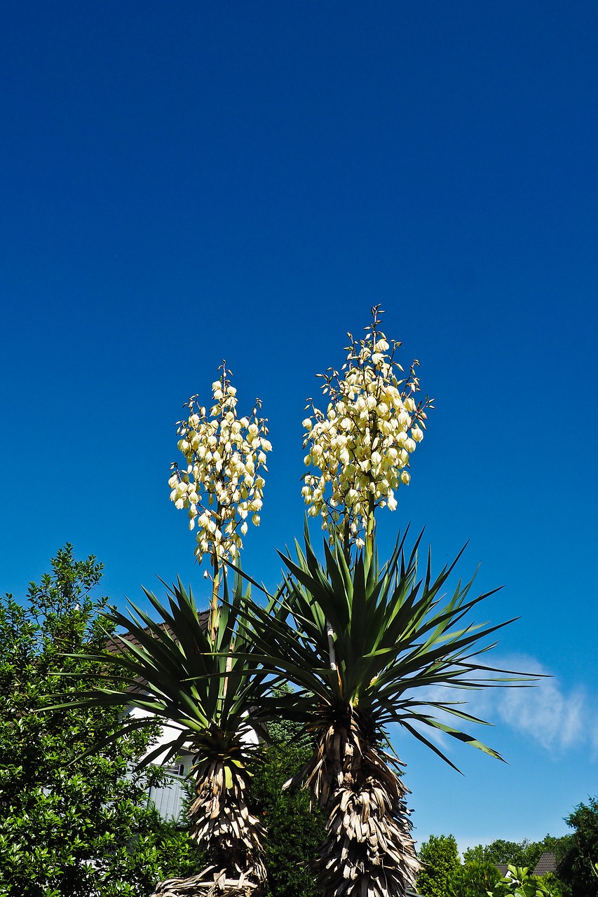 yucca palm blossom free photo