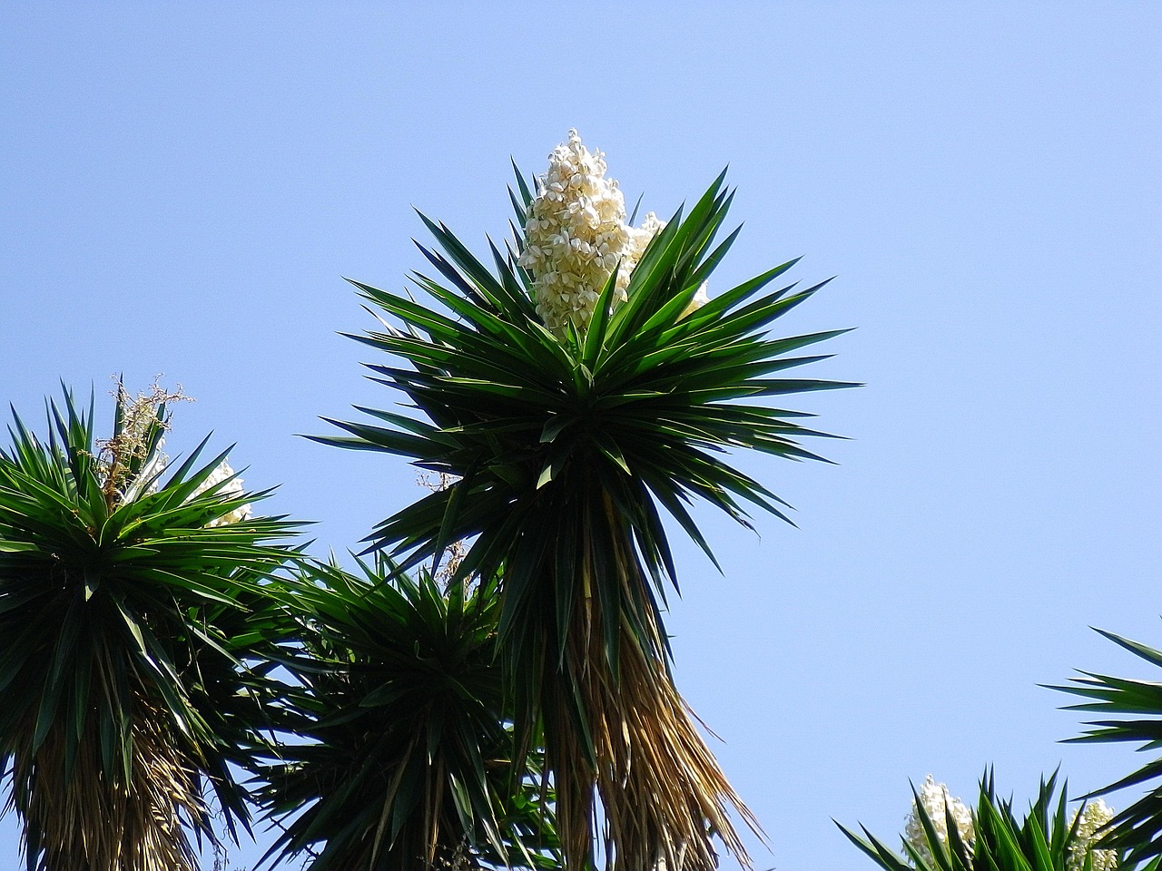 yucca flowers white flowers free photo