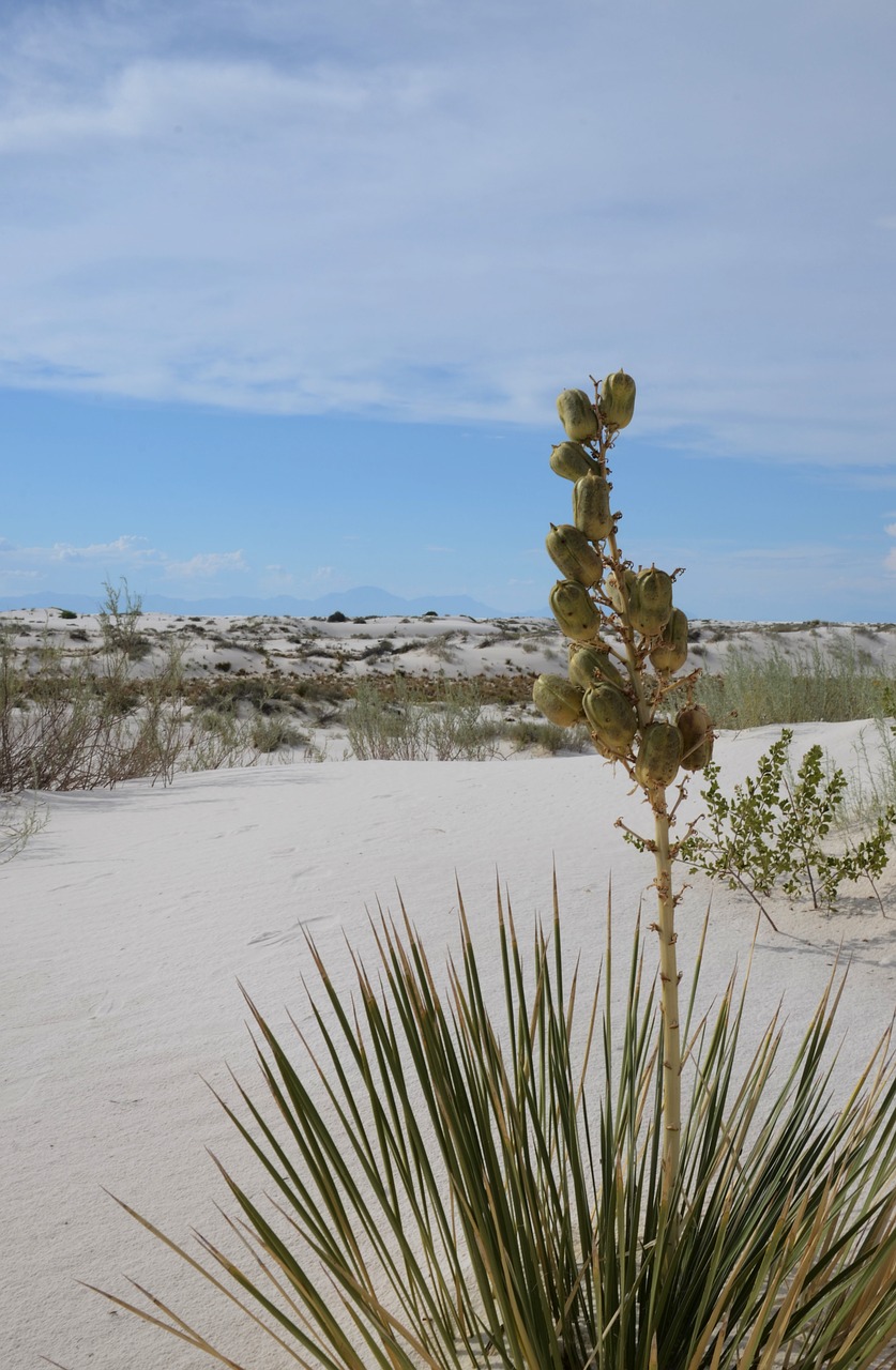 yucca flora desert free photo