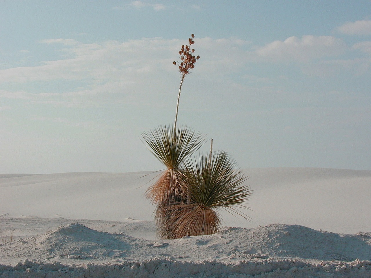 yucca desert plant white sands free photo