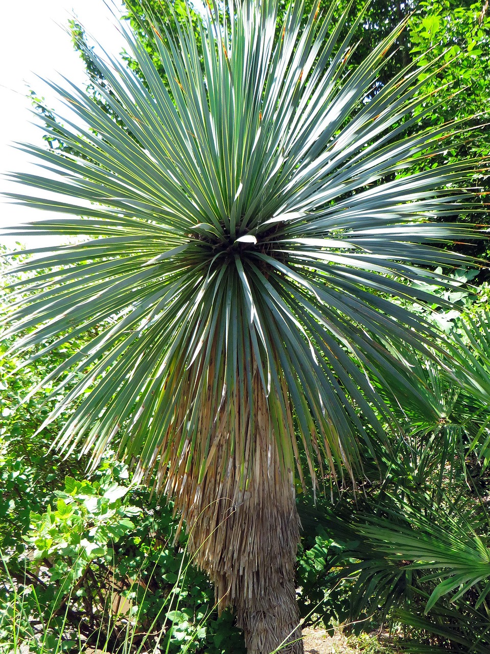 yucca yucca capensis agavacae free photo