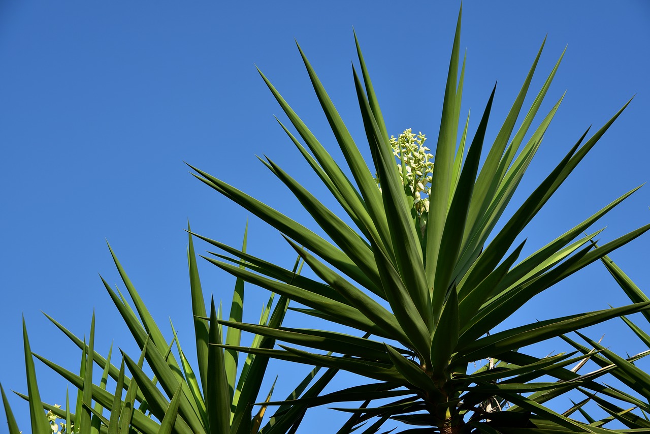 yucca  palm  plant free photo