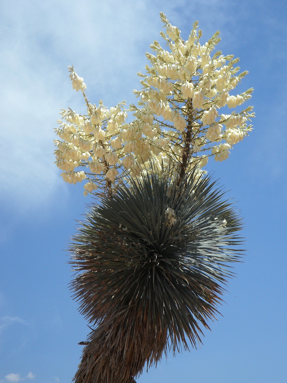 yucca yucca palm bloom free photo