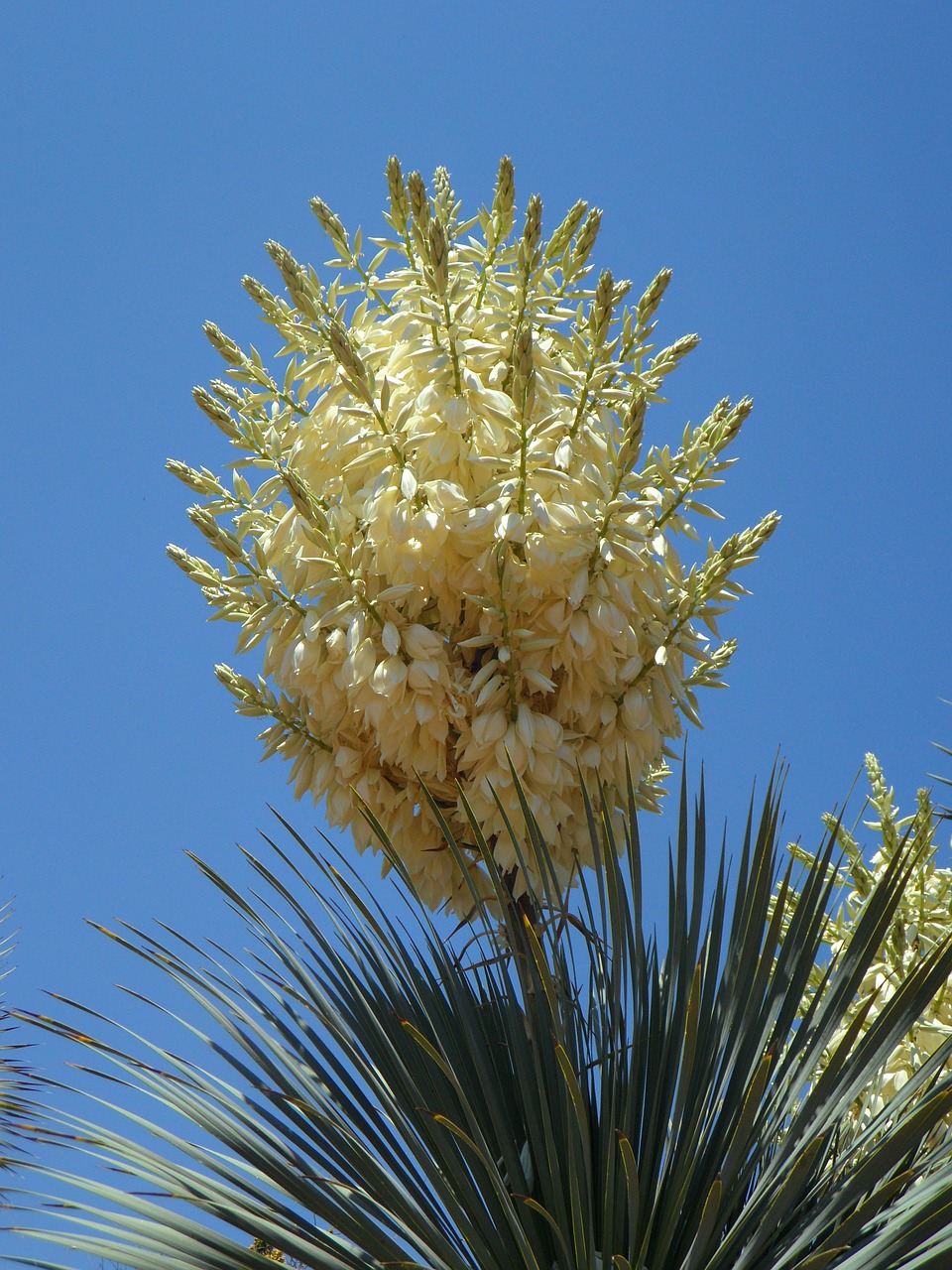 yucca yucca palm blossom free photo