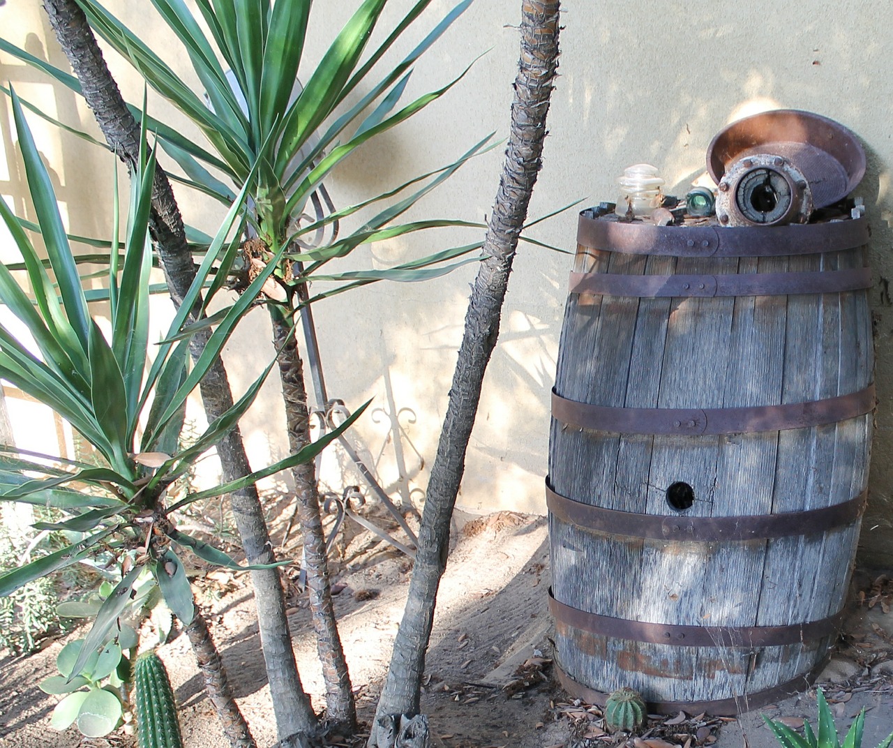 yucca barrel rustic free photo