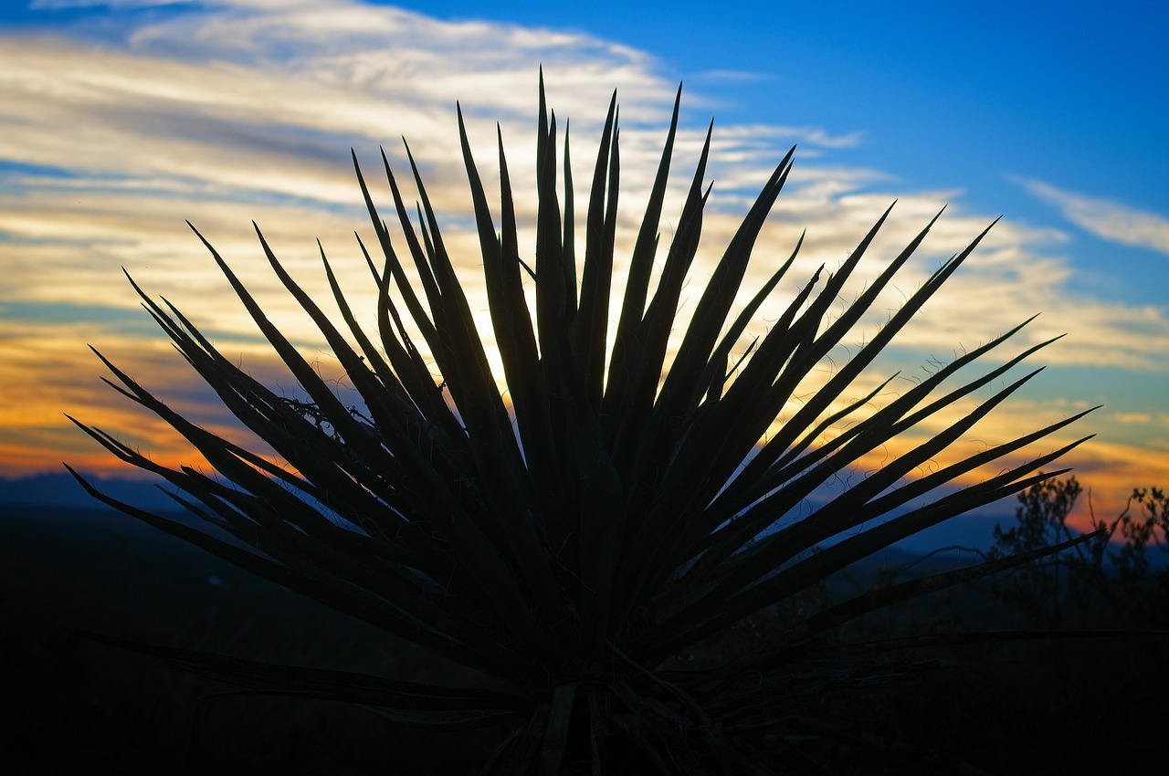 yucca against new mexico sunset  sunset  yucca free photo
