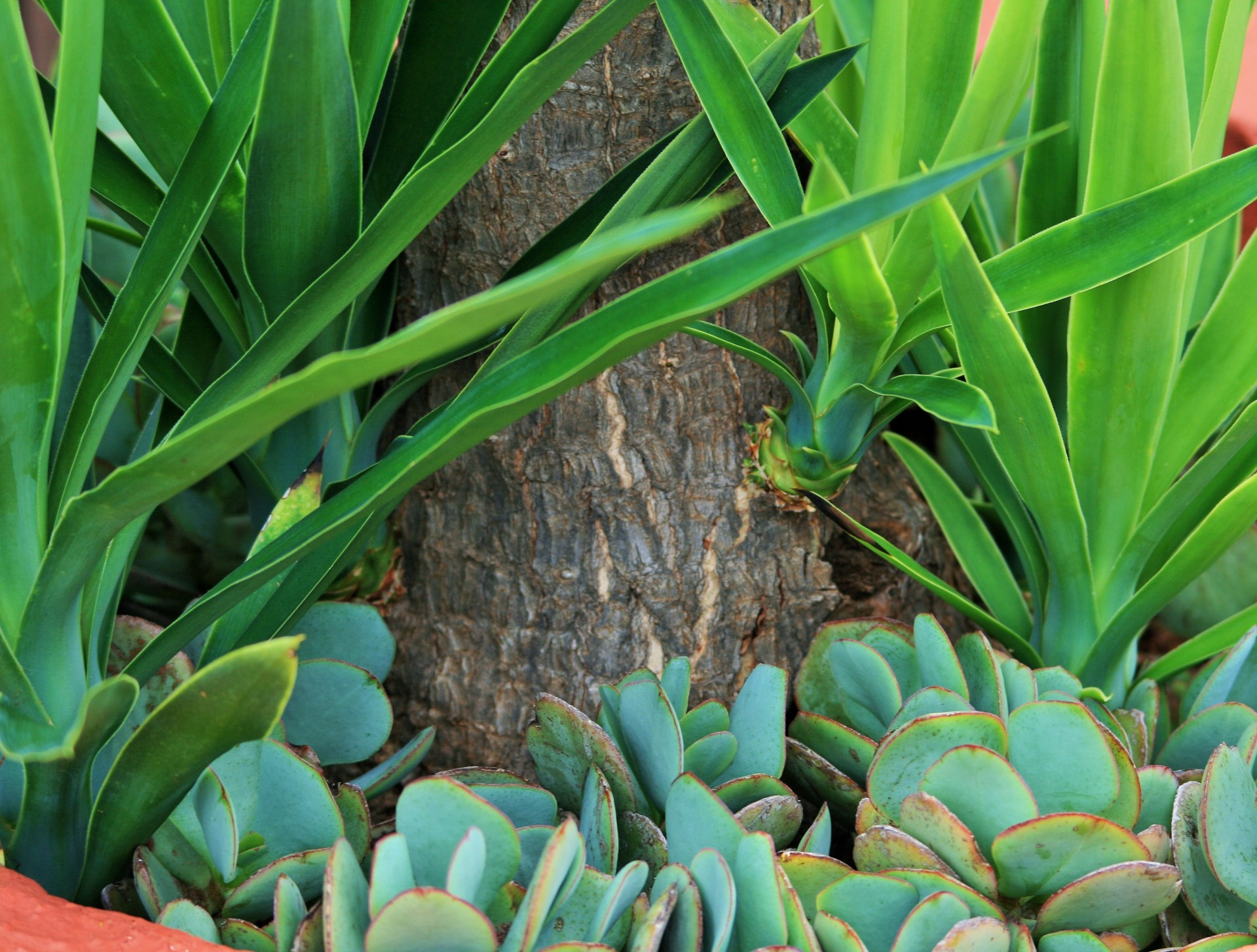 pot plants yucca succulents free photo