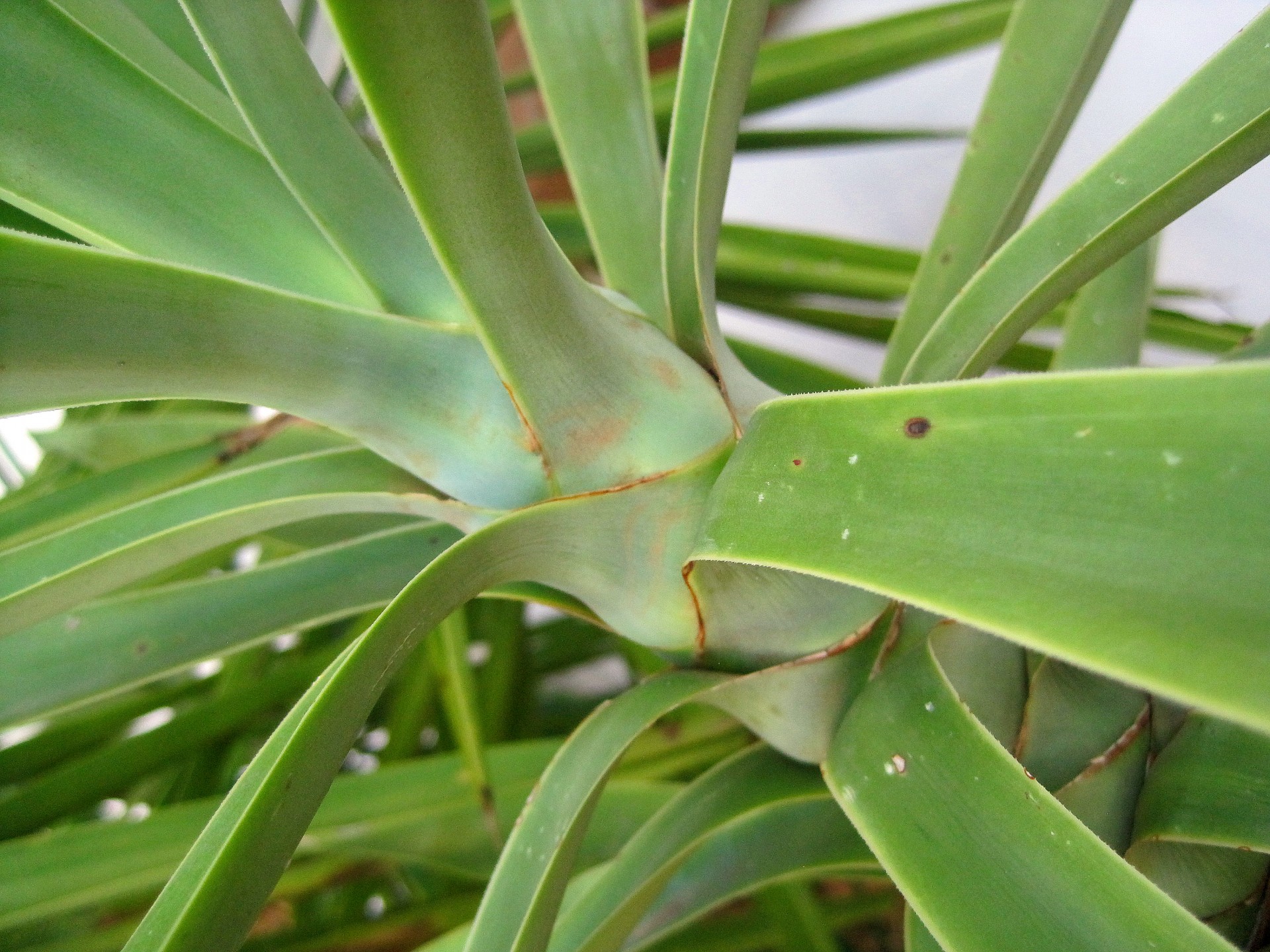 plant green leaves free photo