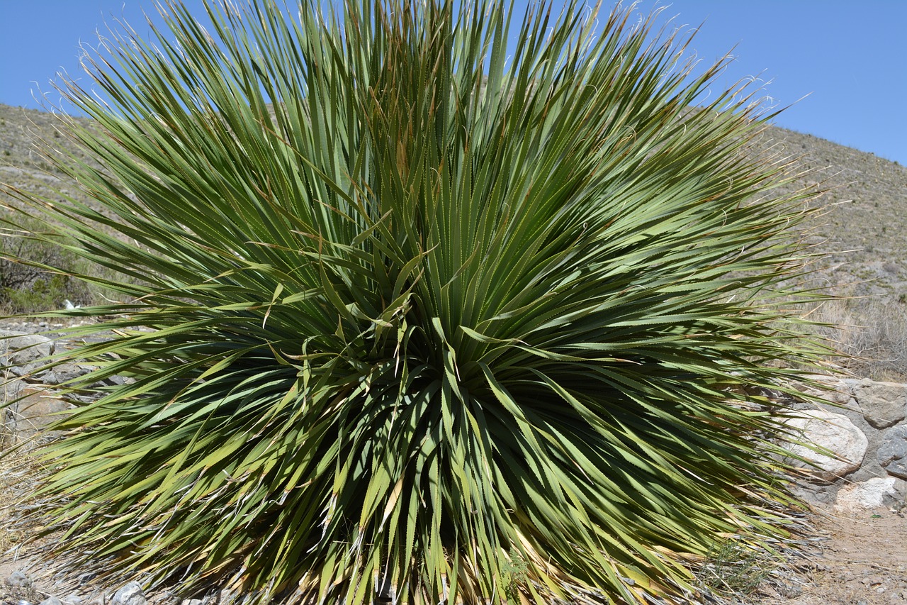 yucca plant desert plant free photo
