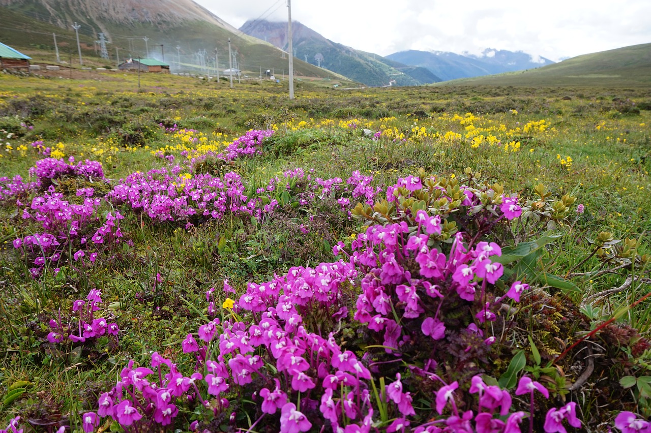 yunnan  china  flowers free photo