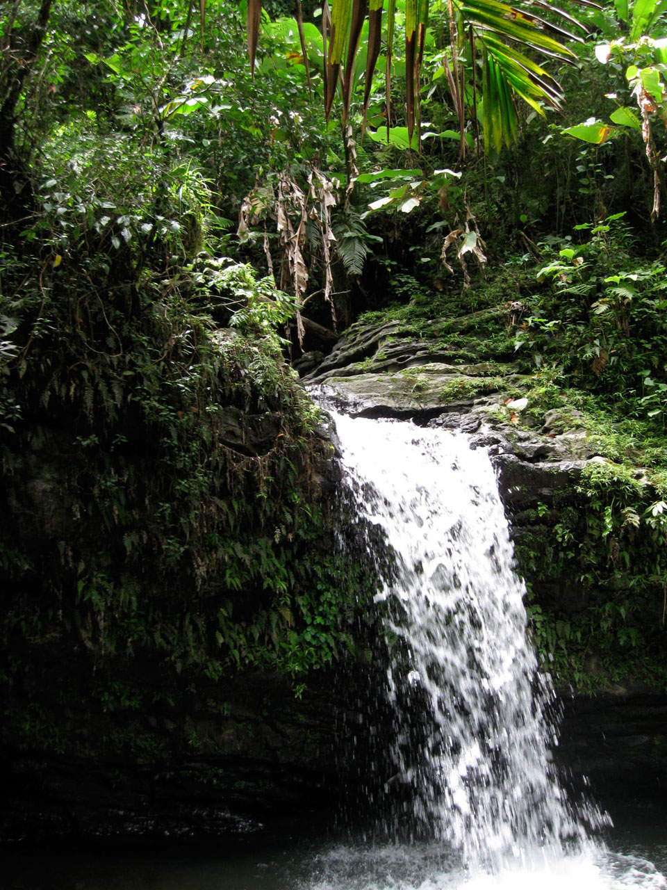 rain forest yunque free photo