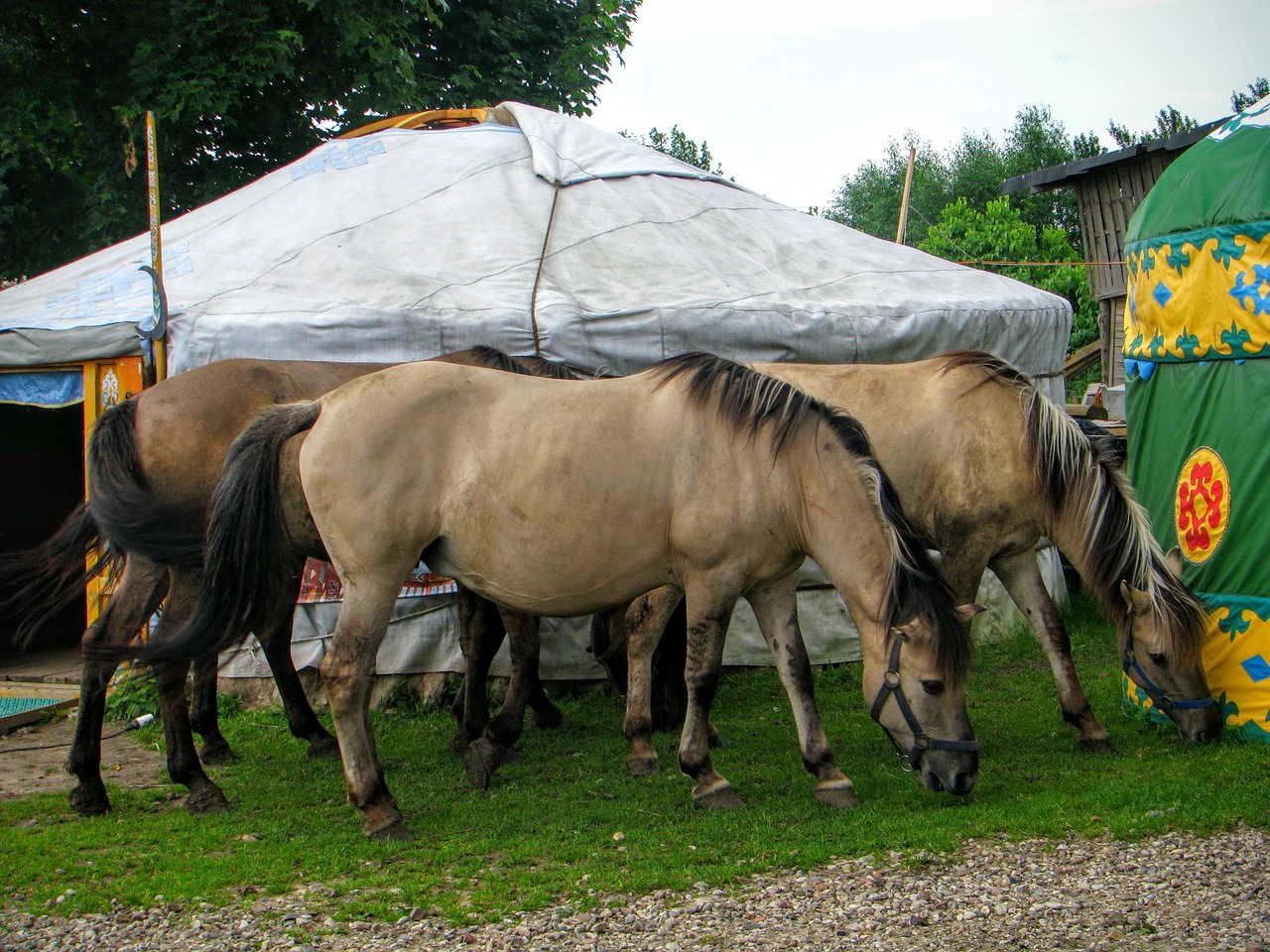 yurt horses tatars free photo
