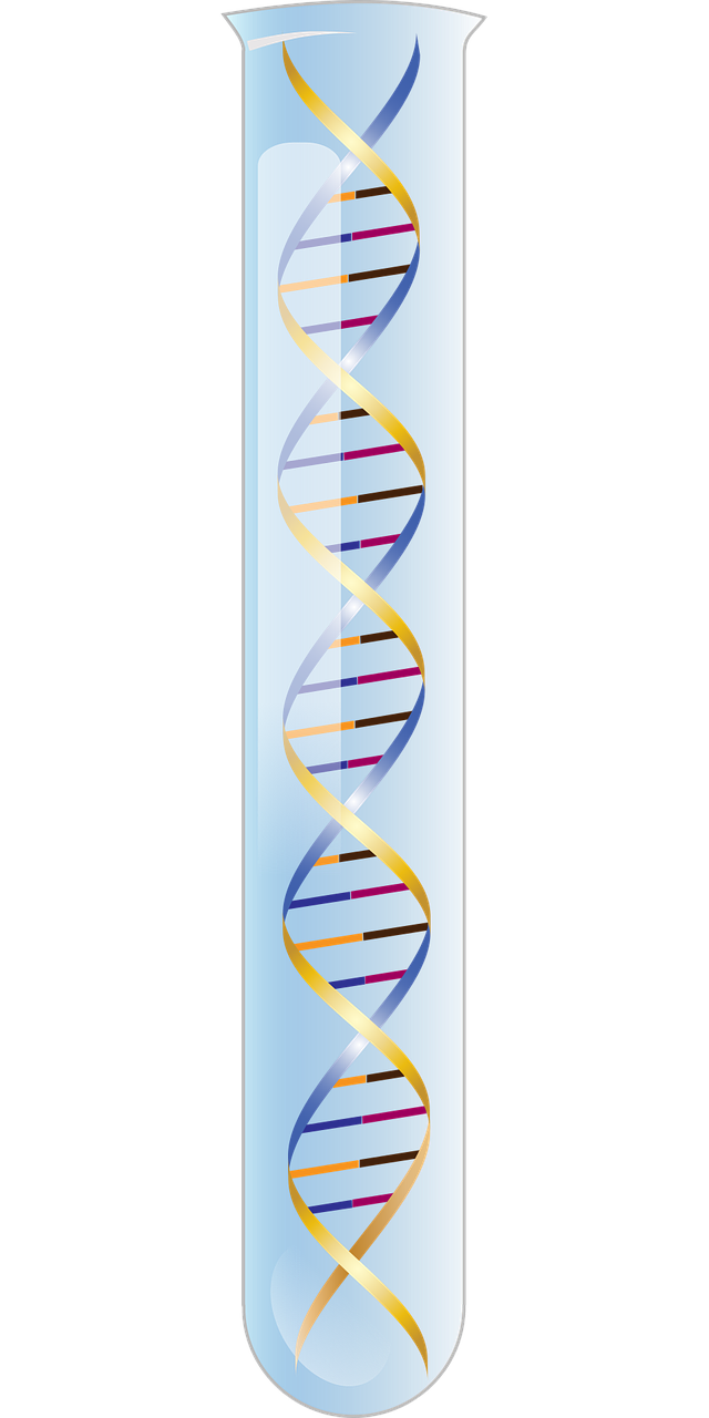 z deoxy ribonucleic acid left hand double helix alternate geometry free photo