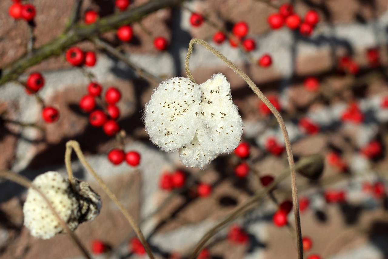 zaadpluis  anemone  red berries free photo