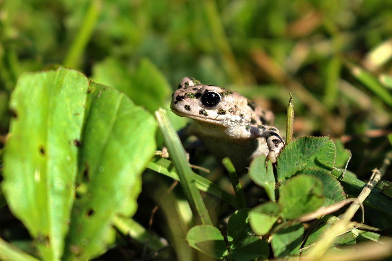 žaba frog zvieratá free photo