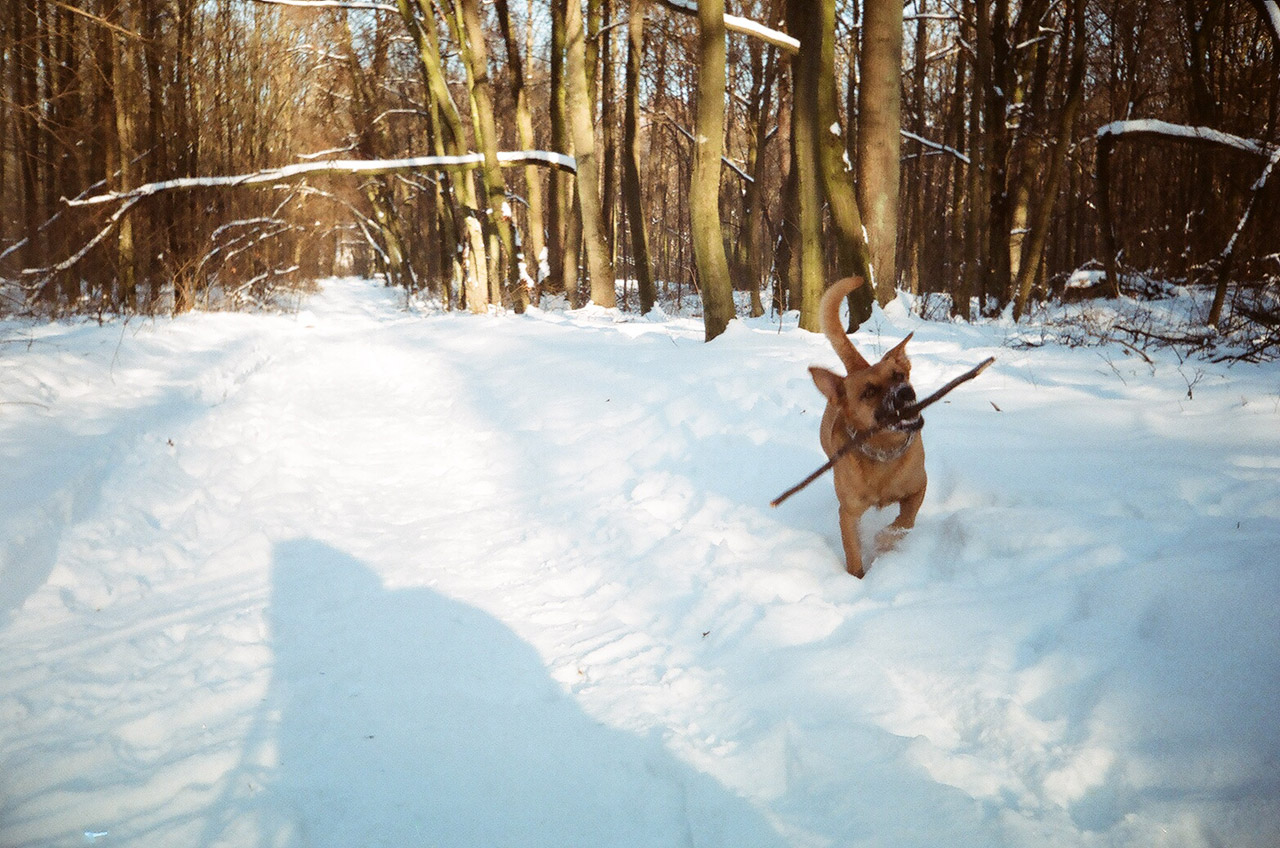 forest fun with dog free pictures free photo