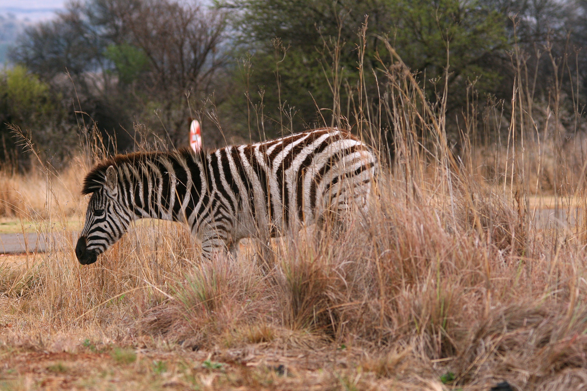 wildlife game zebra free photo