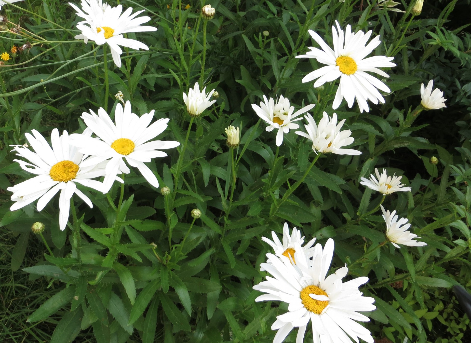 flowers summer garden garden daisy free photo