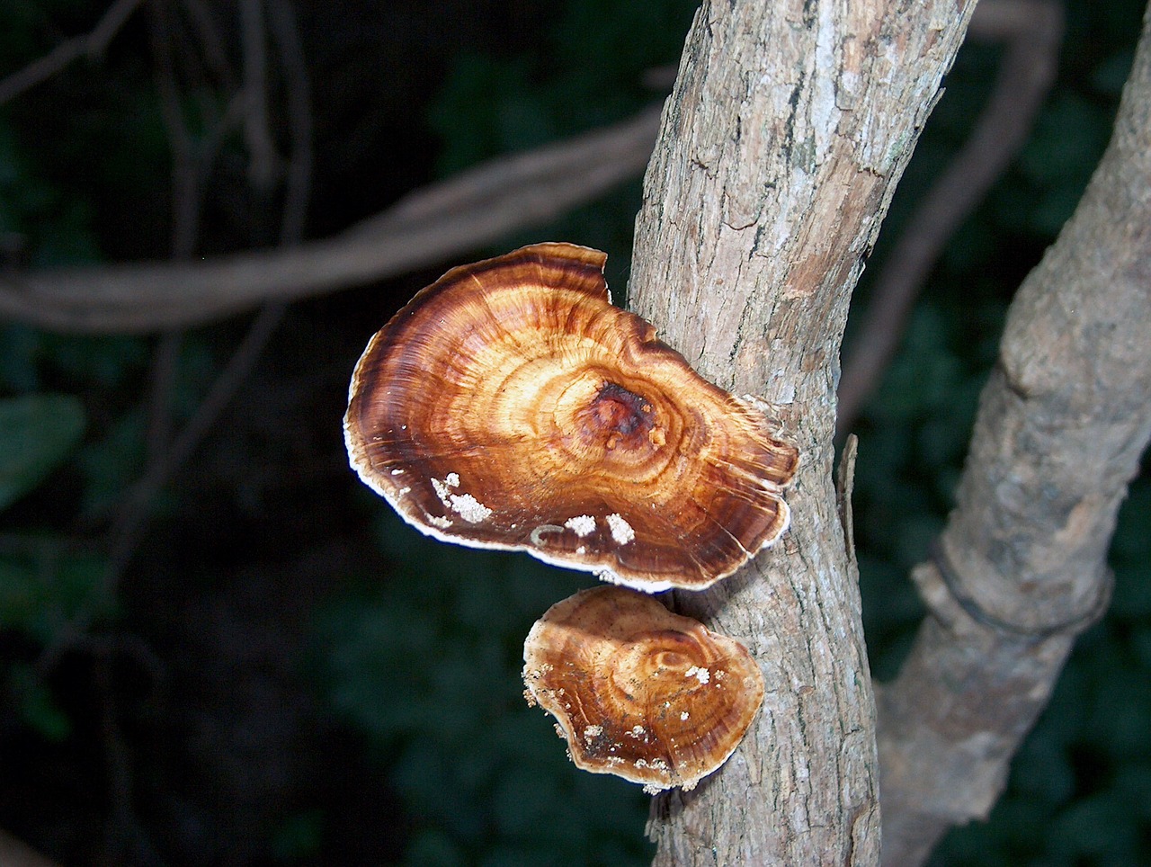 zambia africa fungus free photo