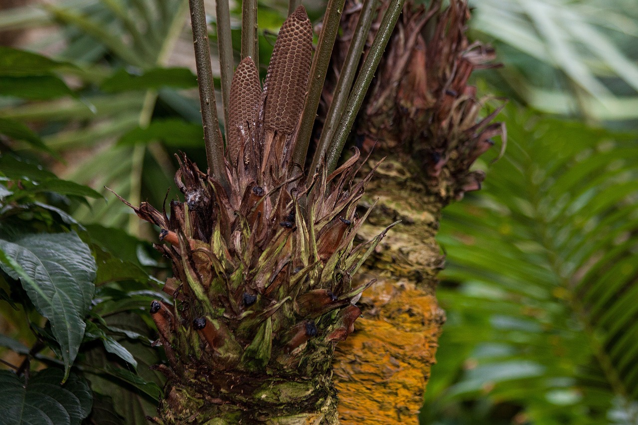 zamia genus cycad free photo