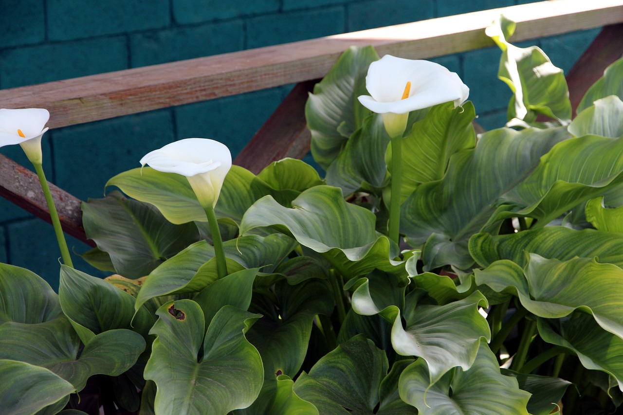 zantedeschia  flowers  plant free photo