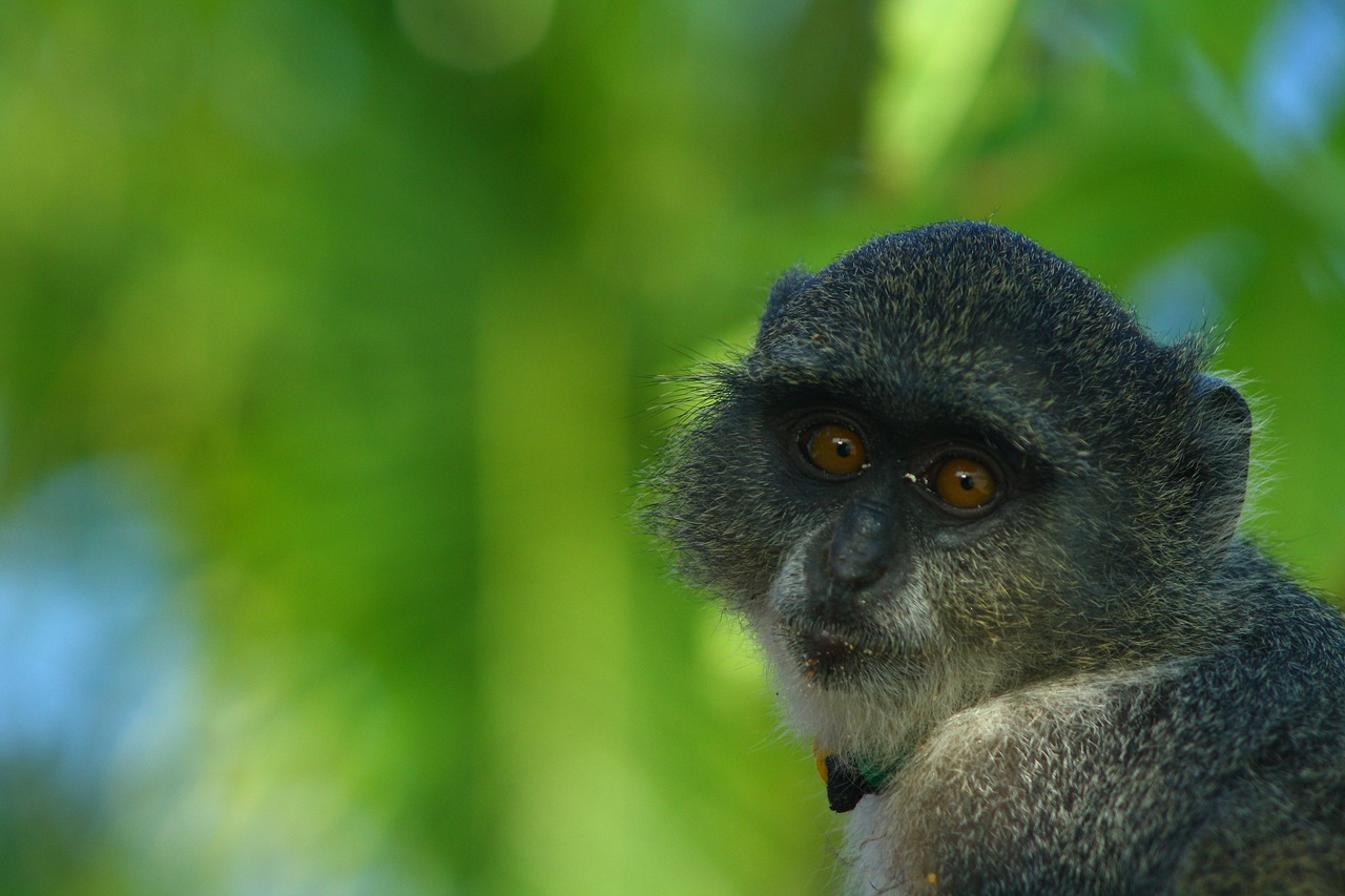 zanzibar monkey green free photo