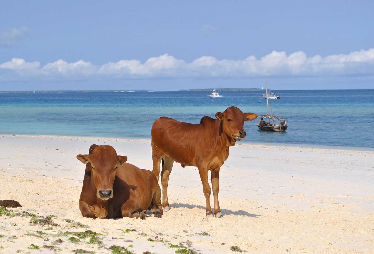 zanzibar tanzania africa free photo