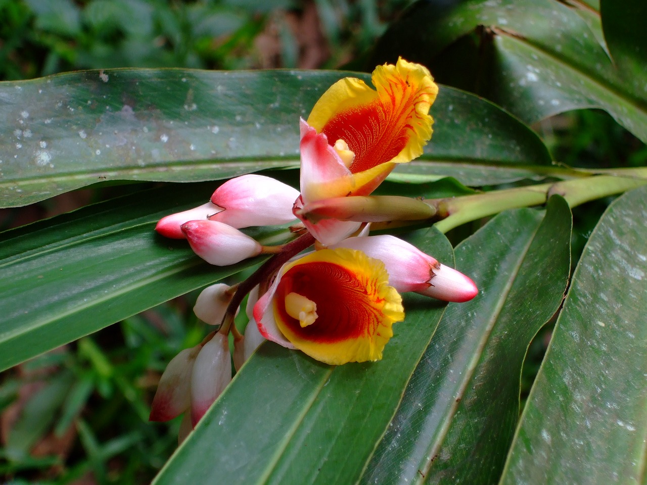 zanzibar orchid flower free photo