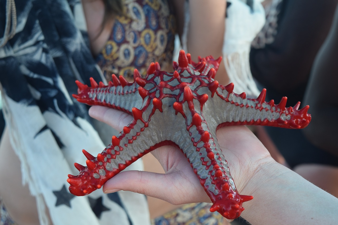 zanzibar starfish sea free photo