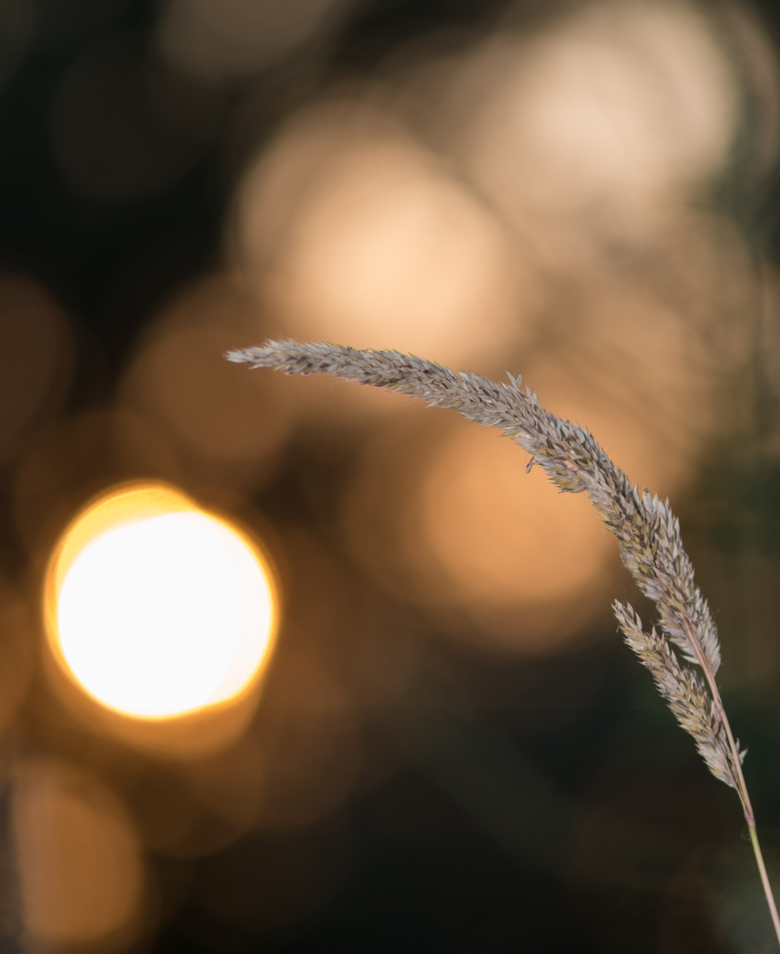 sunset summer flower free photo