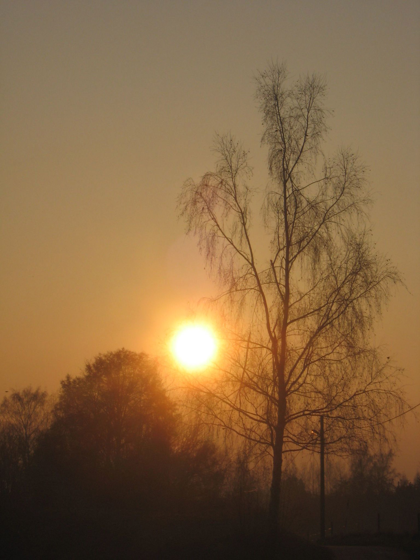 sun tree autumn free photo