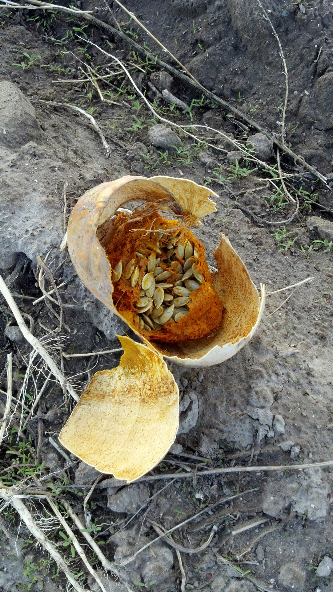 pumpkin rotten dried vegetables free photo