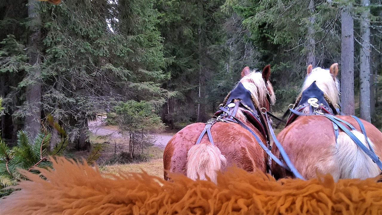 zaprzeg horse tyrol austria free photo