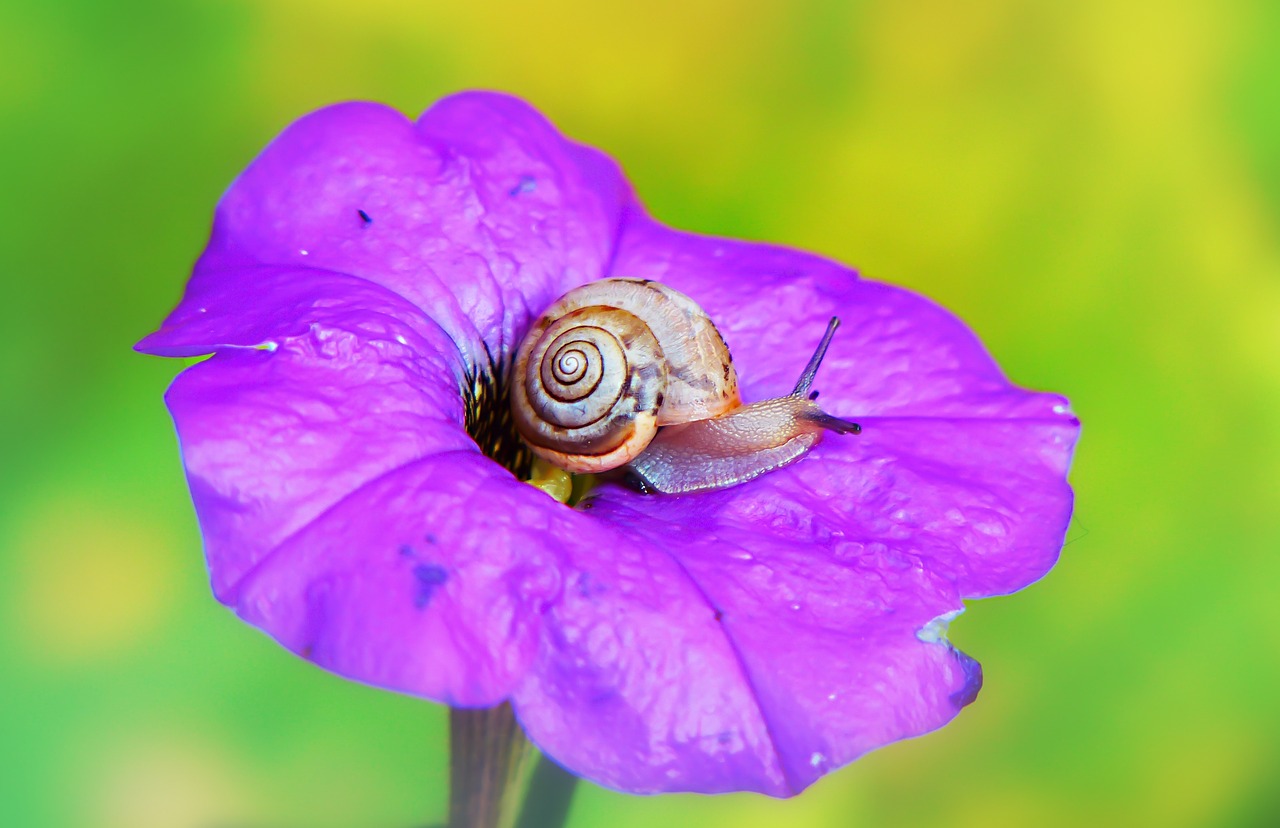 zaroślarka total  molluscs  flower free photo