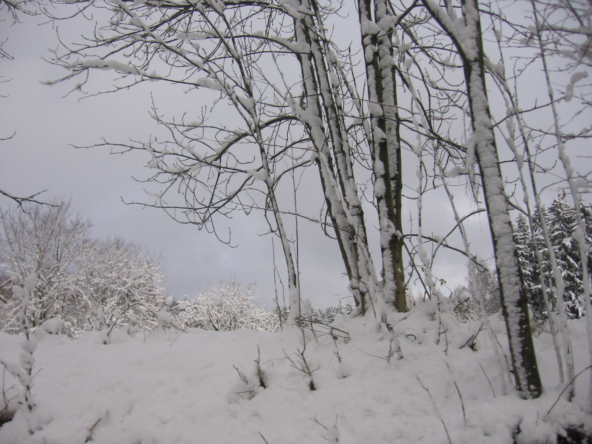 snow trees winter free photo