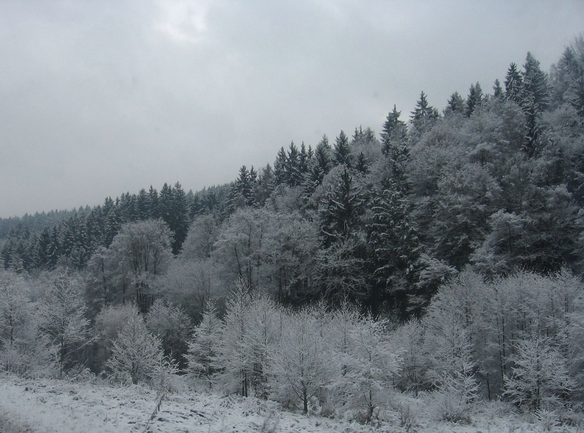 forest snow trees free photo