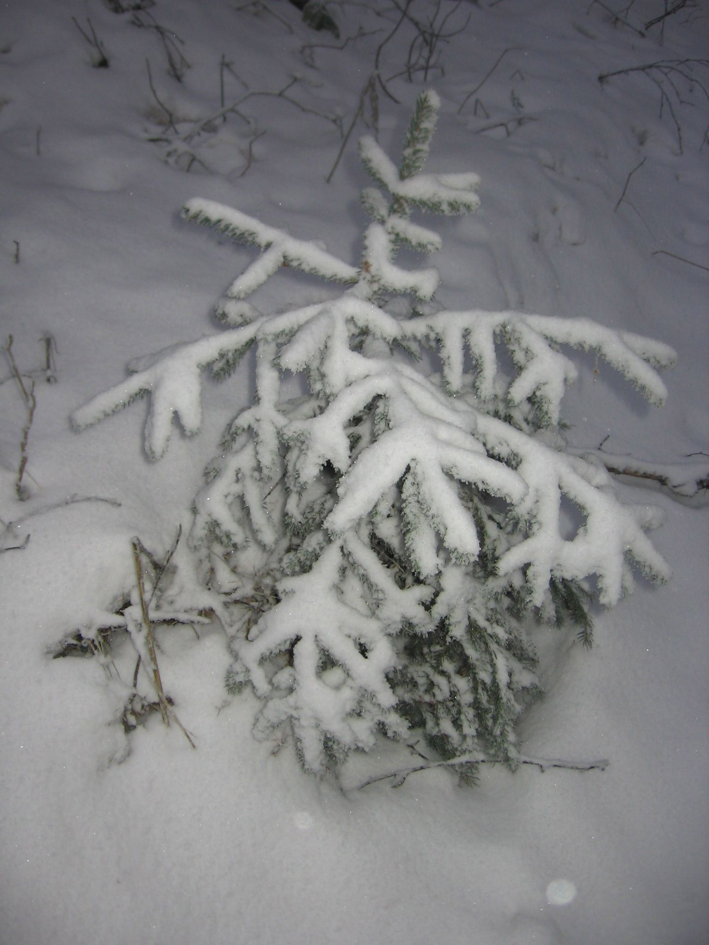 tree snow winter free photo