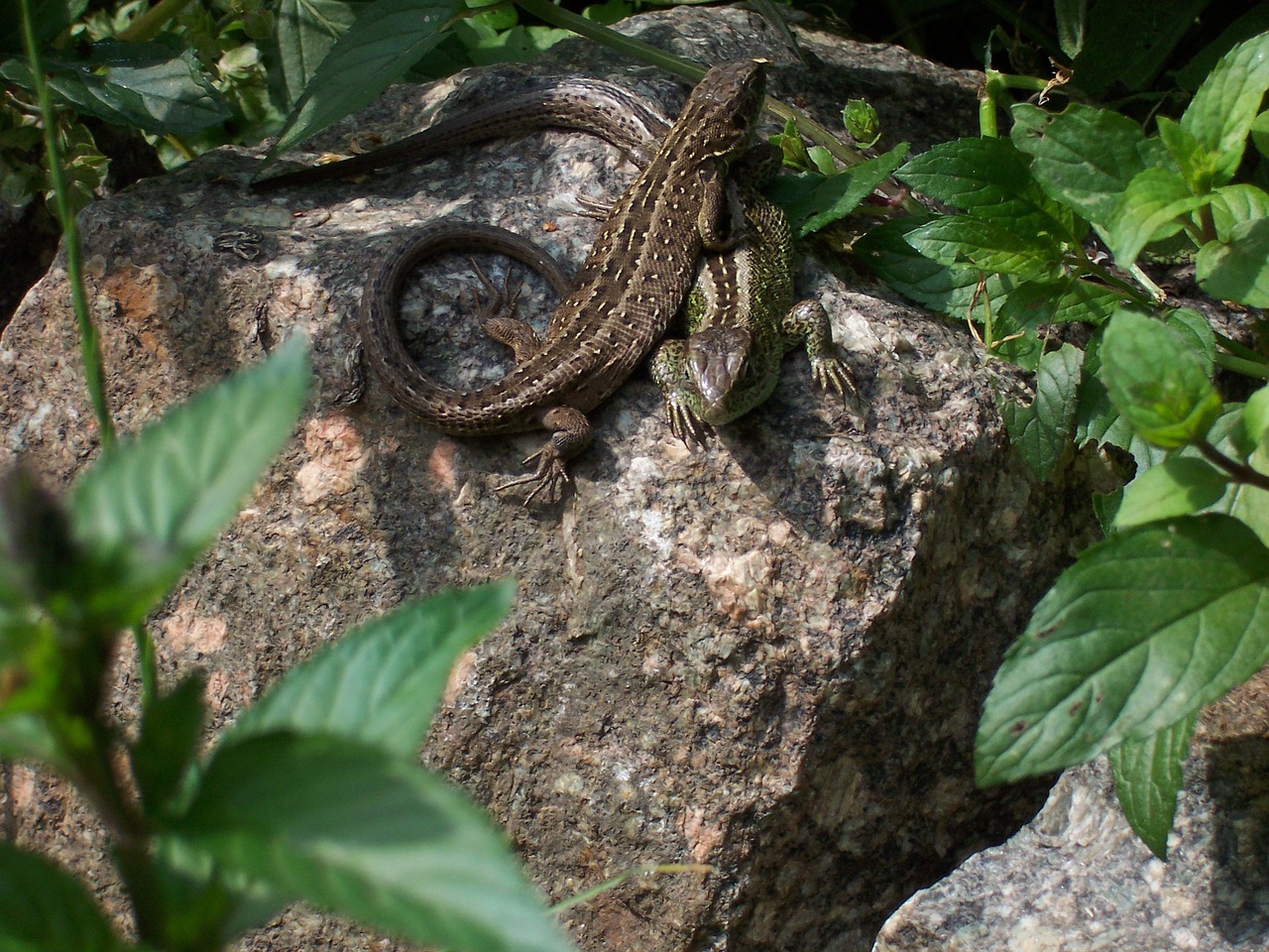 zauneindechsen lizard reptile free photo