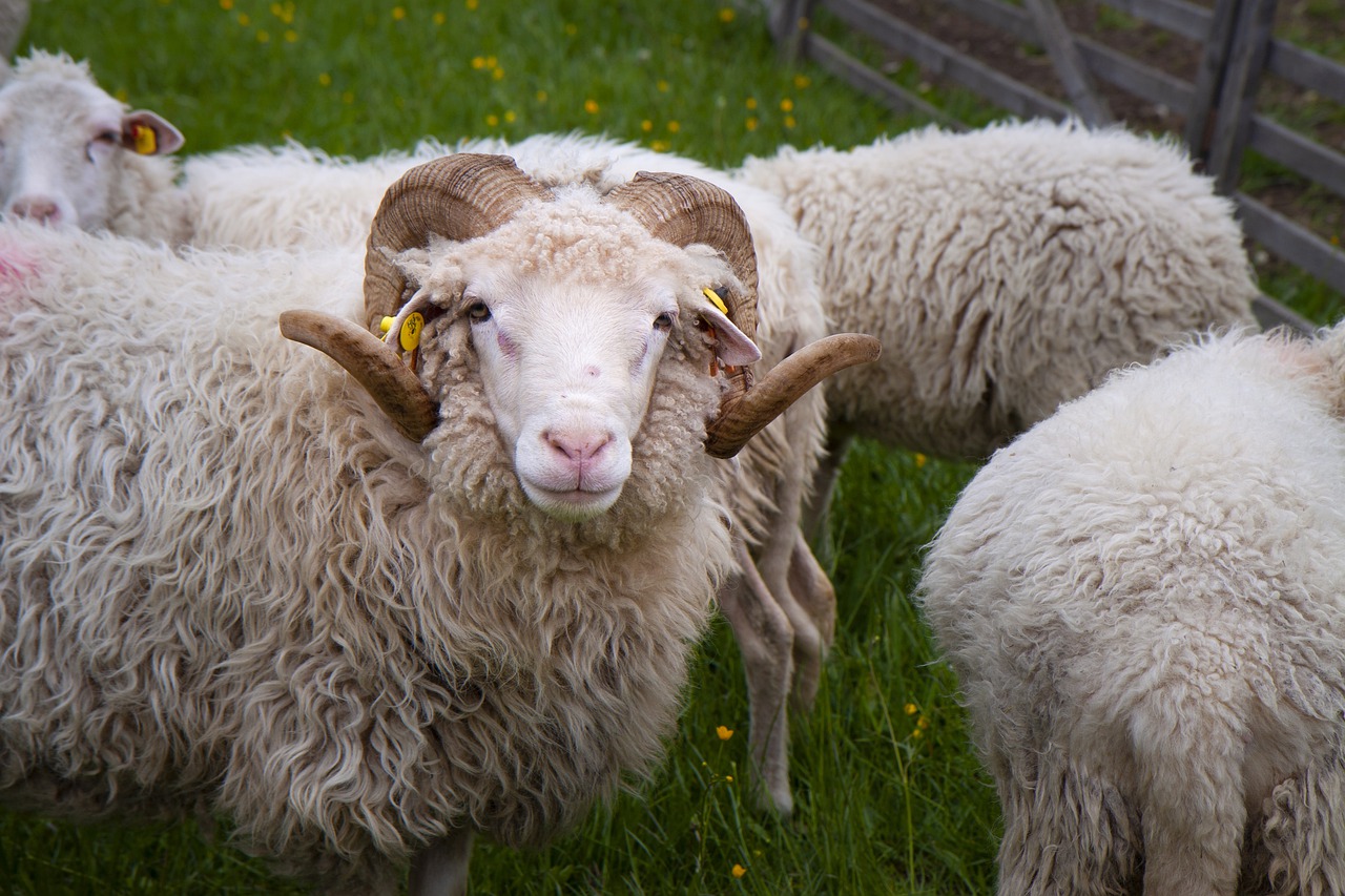 zaupelschaf  aries  sheep free photo